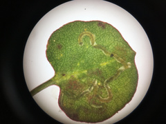 Zapyrastra calliphana