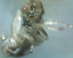 Cercopoidea