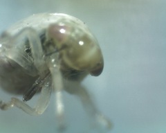 Cercopoidea