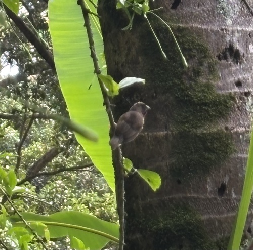 Lonchura punctulata observed 2026-07-30
