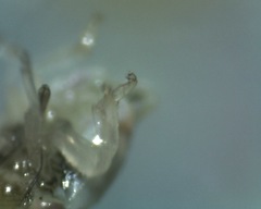 Cercopoidea
