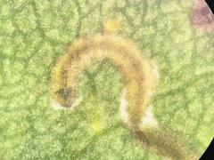 Zapyrastra calliphana