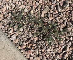 Salsola tragus