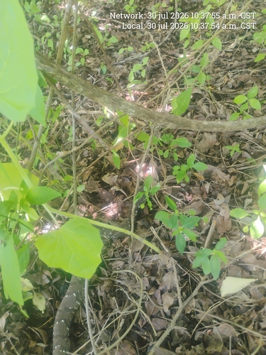 Mexican Cantil (Agkistrodon bilineatus)