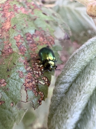 Plagiosterna aenea