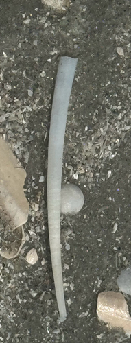 Dentalium eboreum, 2026-07-30