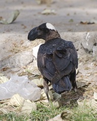 Corvus crassirostris