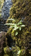 Woodsia obtusa