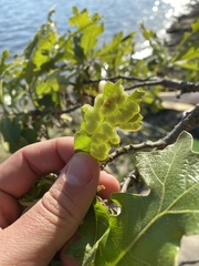 Neuroterus quercusirregularis