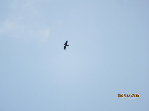Pied Crow