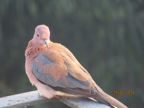 Laughing Dove