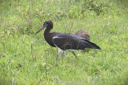 Abdim's Stork (Ciconia abdimii), photo 5