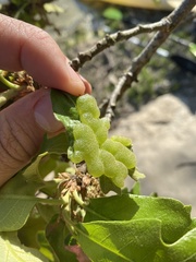 Neuroterus quercusirregularis