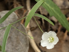 Evolvulus sericeus, photograph (c) Turner Brockman, some rights reserved (CC BY-SA)