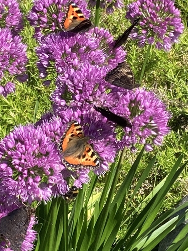Small Tortoiseshell