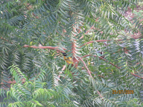 Village Weaver