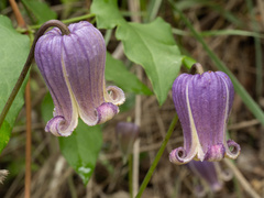 Clematis pitcheri, photograph (c) Turner Brockman, some rights reserved (CC BY-SA)