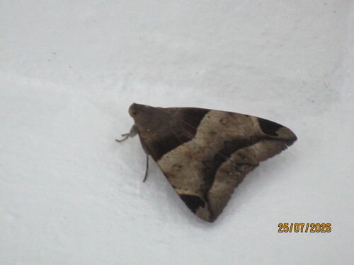 Lienard's Achaea