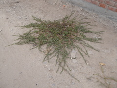 Spilanthes leiocarpa
