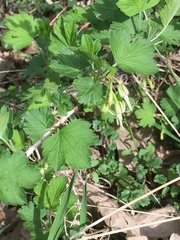 Ribes missouriense