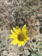 Helianthus niveus