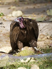 Necrosyrtes monachus