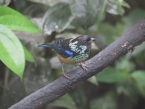 Spangle-cheeked Tanager (Tangara dowii), photo 2
