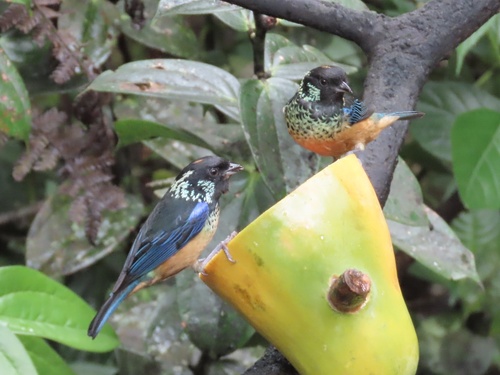 Spangle-cheeked Tanager (Tangara dowii), photo 3