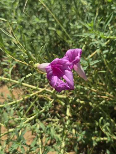 Bush Morning-glory