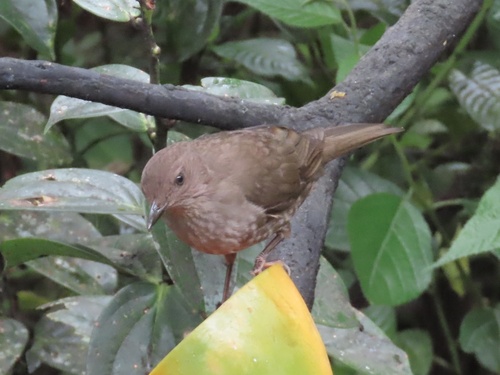 Mountain Thrush (Turdus plebejus), photo 6