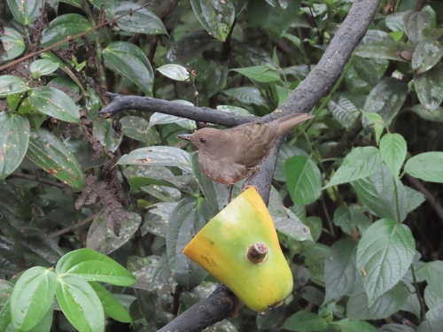 Mountain Thrush (Turdus plebejus), photo 7