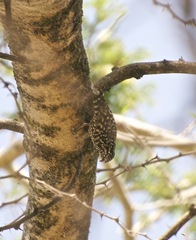 Salpornis salvadori erlangeri