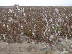 Gossypium barbadense