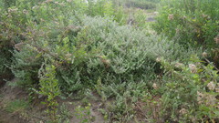 Nolana pilosa