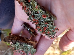 Cladonia incrassata