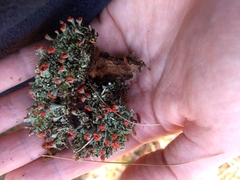 Cladonia incrassata