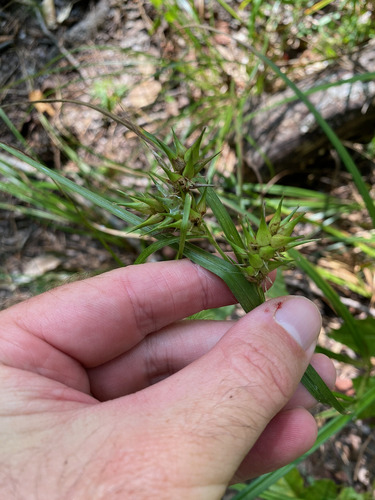 Carex louisianica, 2026-07-30