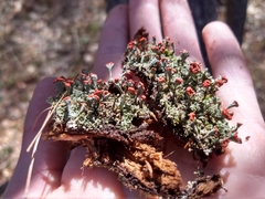 Cladonia incrassata