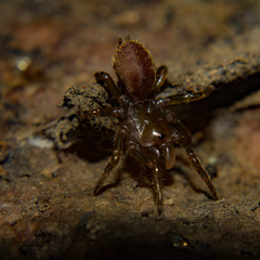 Atypidae