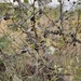 Acacia drepanolobium