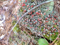 Cladonia incrassata