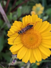 Stenopterus mauritanicus