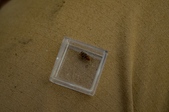 Atypidae