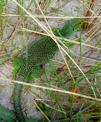 Timon lepidus ibericus