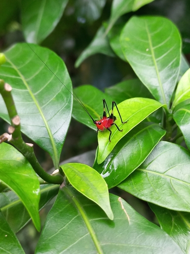 Black-kneed Meadow Katydid