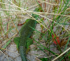 Timon lepidus ibericus