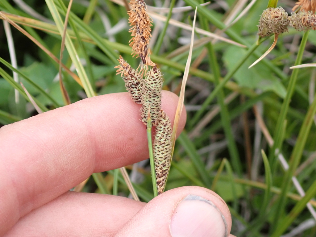 Carex aquatilis; photograph (c) crothfels, some rights reserved (CC BY)