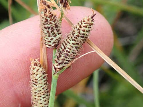 Carex aquatilis, photograph 6