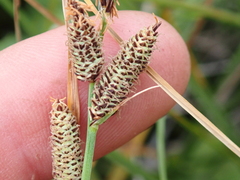 Carex aquatilis, photograph (c) crothfels, some rights reserved (CC BY)