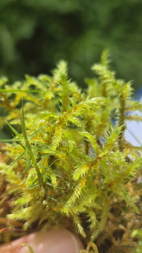 Rhytidiadelphus subpinnatus observed 2026-07-30